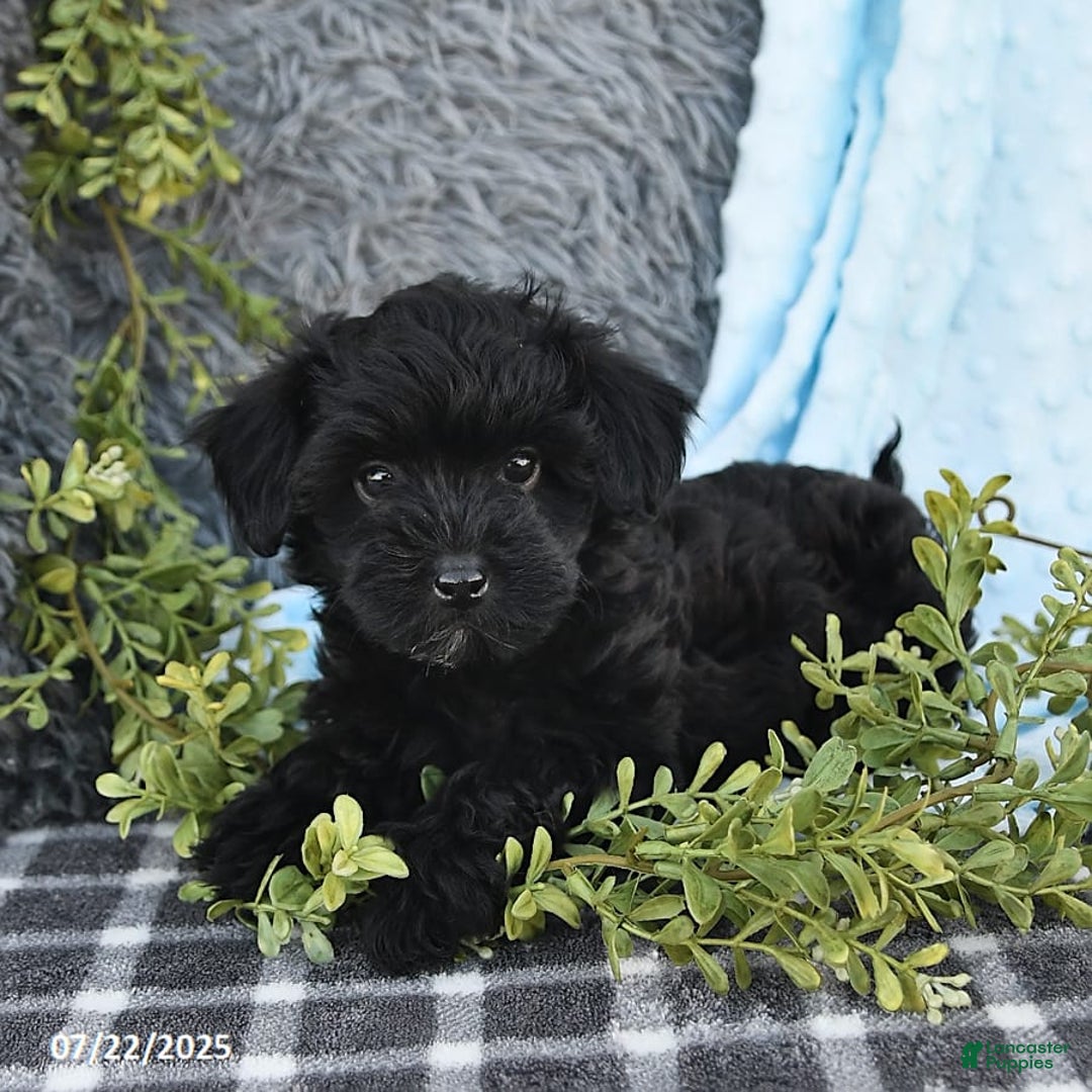 Havapoo dogs for sale: Brittany - Image 7