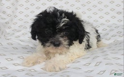 Shihpoo dogs for sale: Sambo - Image 6