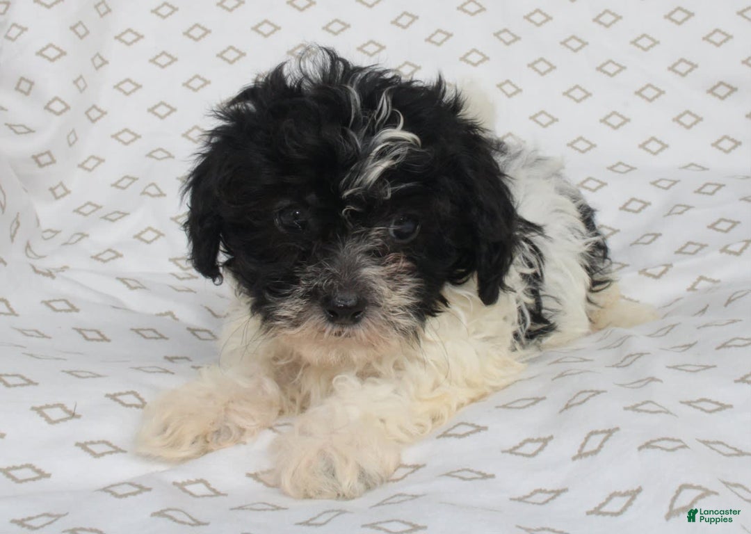 Shihpoo dogs for sale: Sambo - Image 6