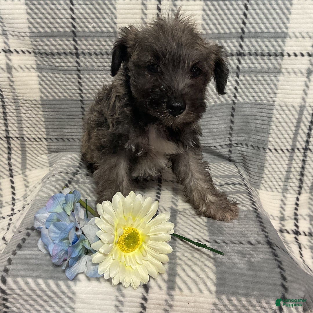 Miniature Schnauzer dogs for sale: Hunter - Image 2