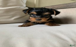 Yorkshire Terrier dogs for sale: Nala - Image 14