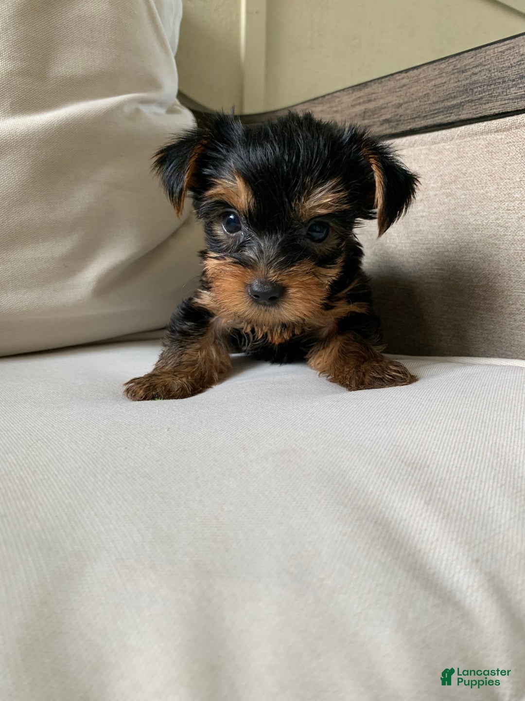 Yorkshire Terrier dogs for sale: Nala - Image 14