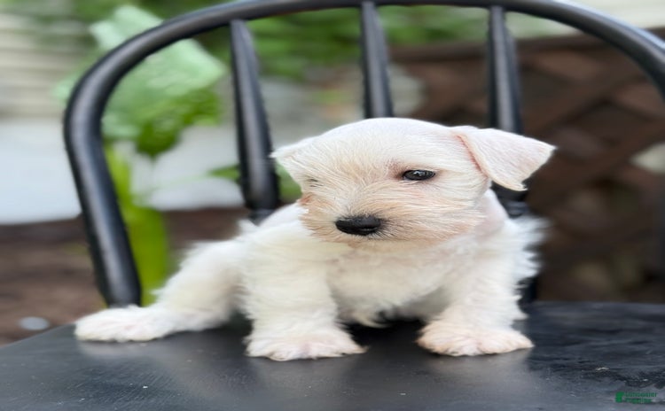 Miniature Schnauzer dogs for sale - Ad 2