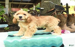 Cocker Spaniel dogs for sale: Huck - Image 7