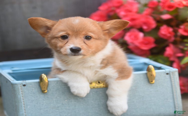 Welsh Corgi Pembroke dogs for sale - Ad 3