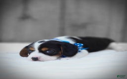 Beaglier dogs for sale: Benny - Image 4