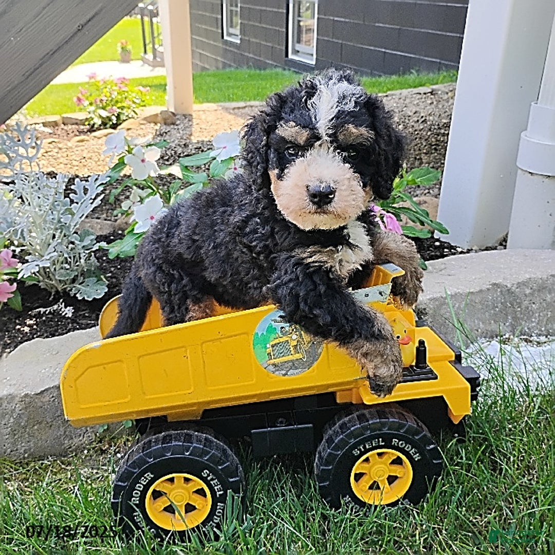 Mini Bernedoodle dogs for sale: Trevor - Image 1