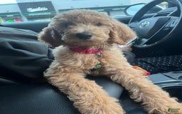 Goldendoodle dogs for sale: Multigenerational Mini Goldendoodles - Image 14