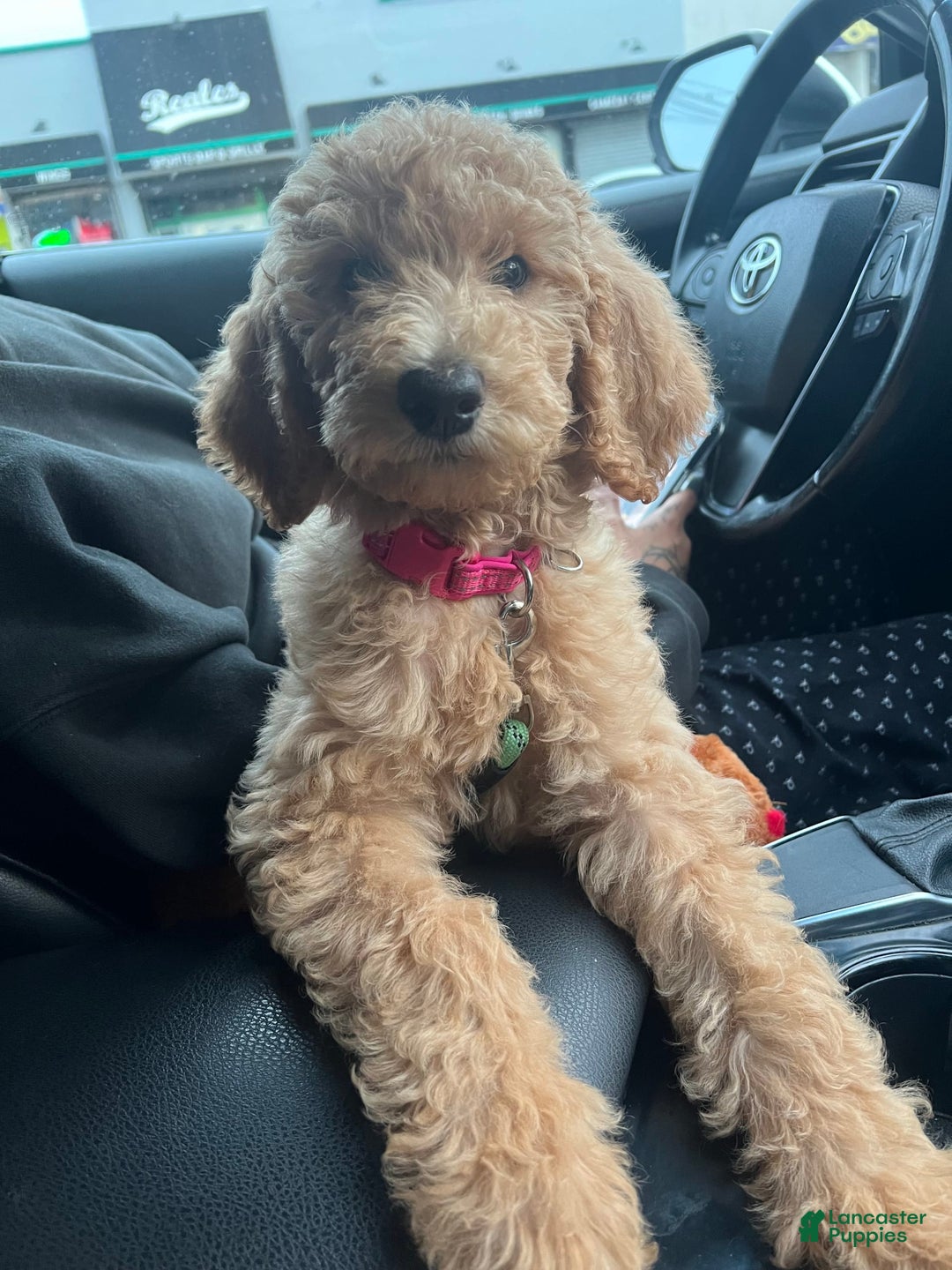 Goldendoodle dogs for sale: Multigenerational Mini Goldendoodles - Image 14
