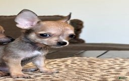 Chihuahua dogs for sale: Sergeant - Image 9