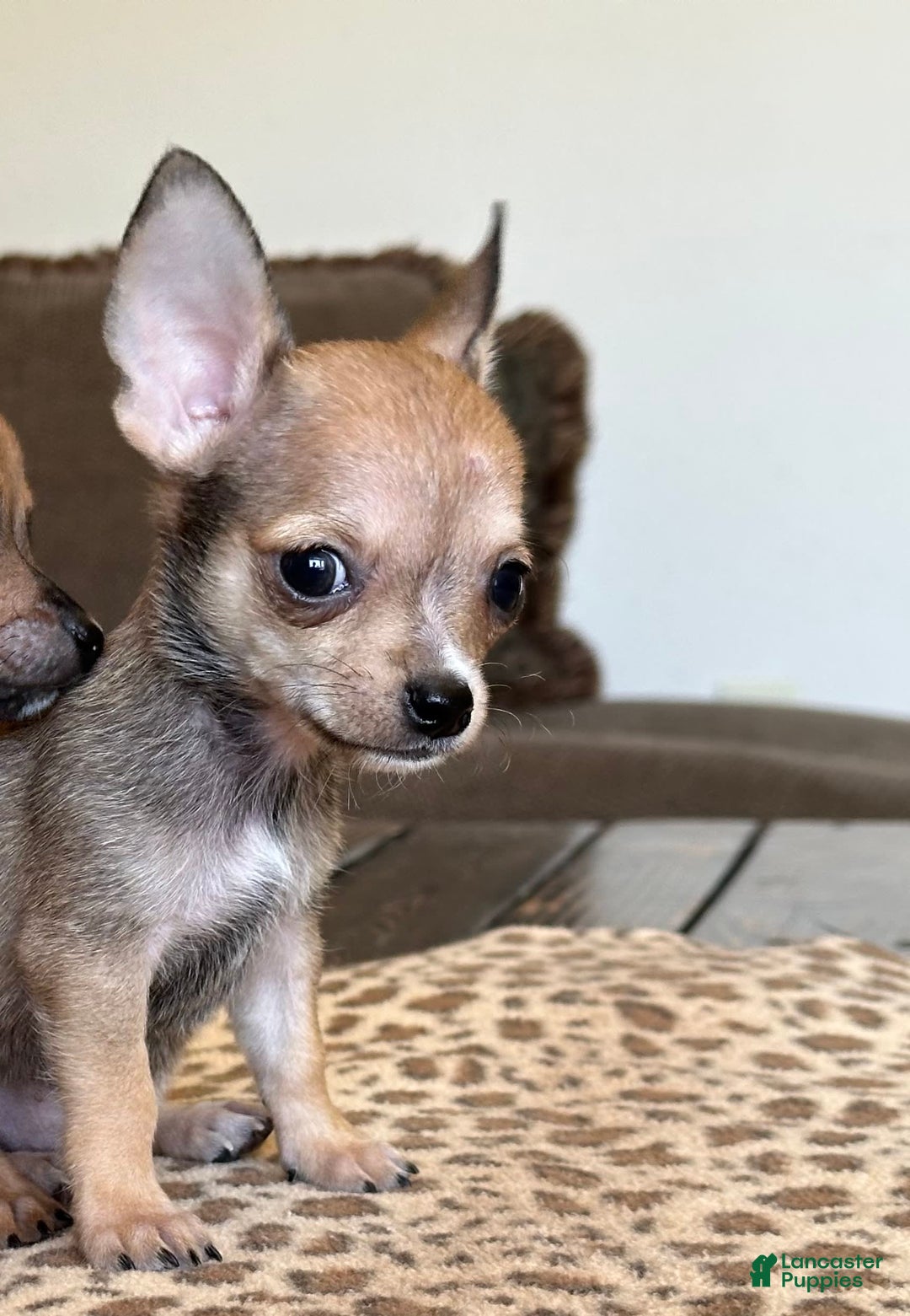 Chihuahua dogs for sale: Sergeant - Image 9