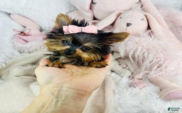 Yorkshire Terrier dogs for sale: Juliet - Image 3