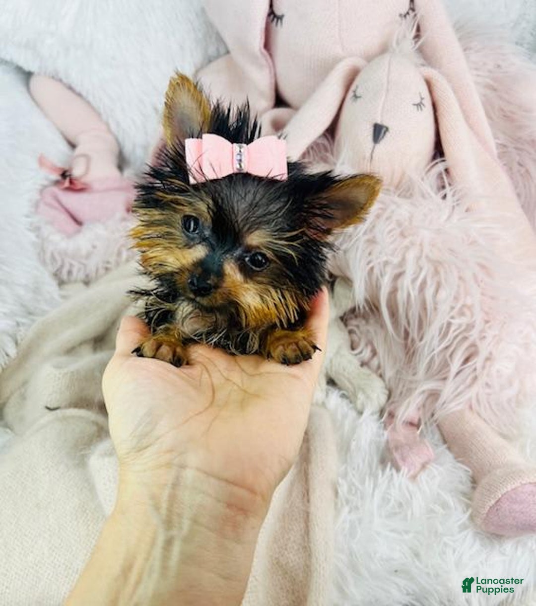 Yorkshire Terrier dogs for sale: Juliet - Image 3