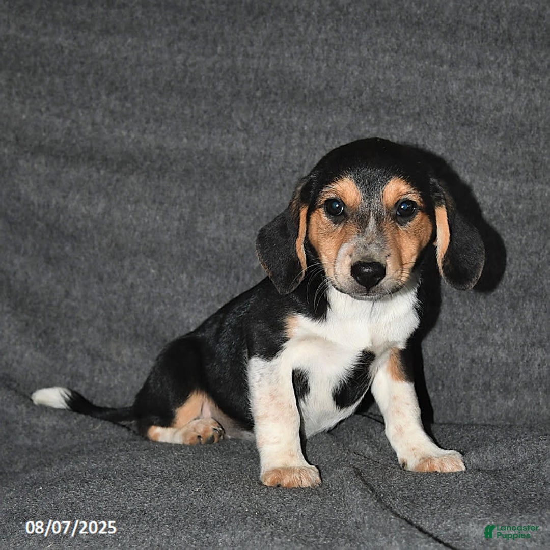 Australian Shepherd dogs for sale: Australian Shepherd 5 puppies - Image 10