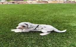 Bernedoodle dogs for sale: 5 - Image 6