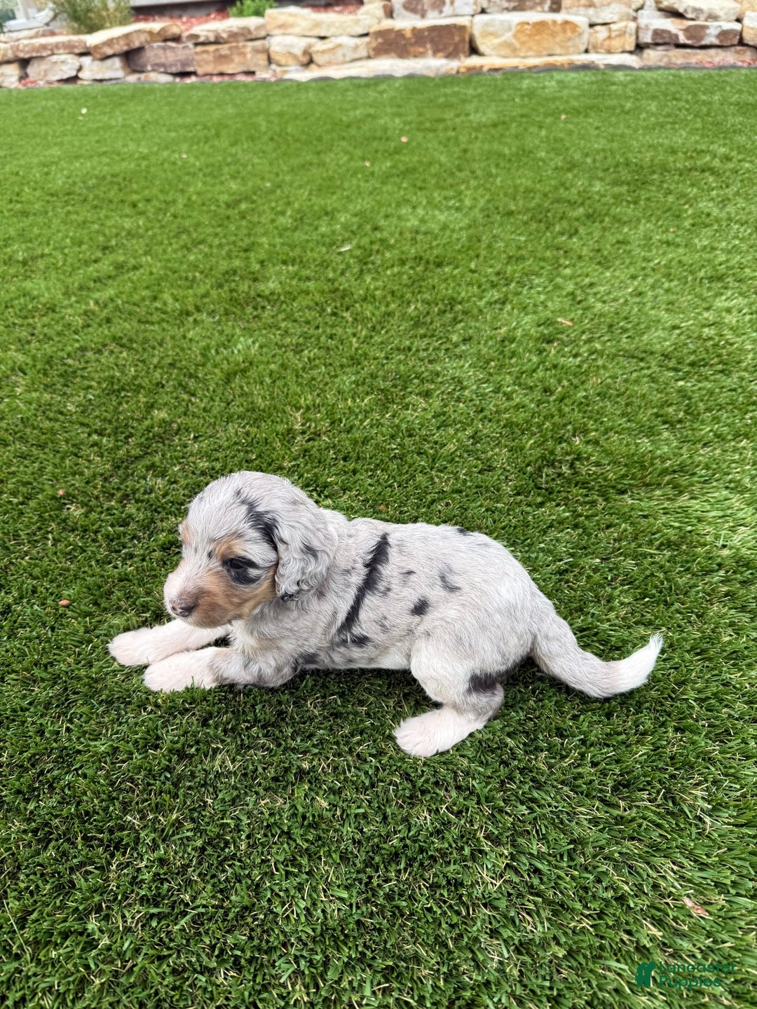 Bernedoodle dogs for sale: 5 - Image 6