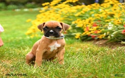 Boxer dogs for sale: Zion - Image 2