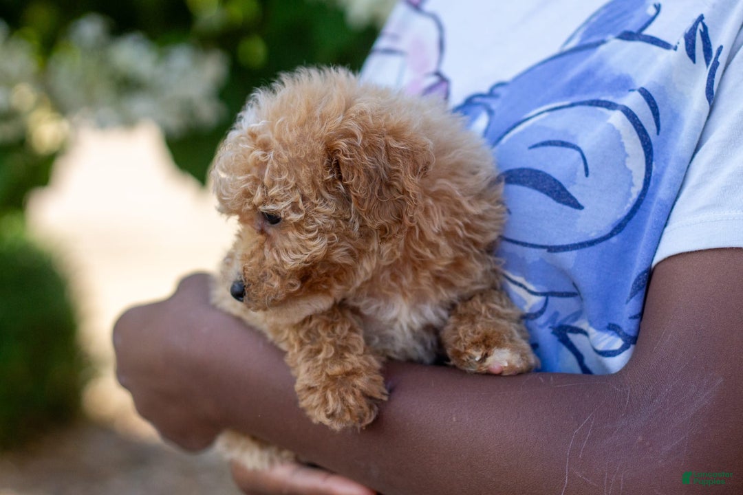 Miniature Poodle dogs for sale: Precious - Image 2