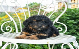 Mini Aussiedoodle dogs for sale: Maple - Image 2