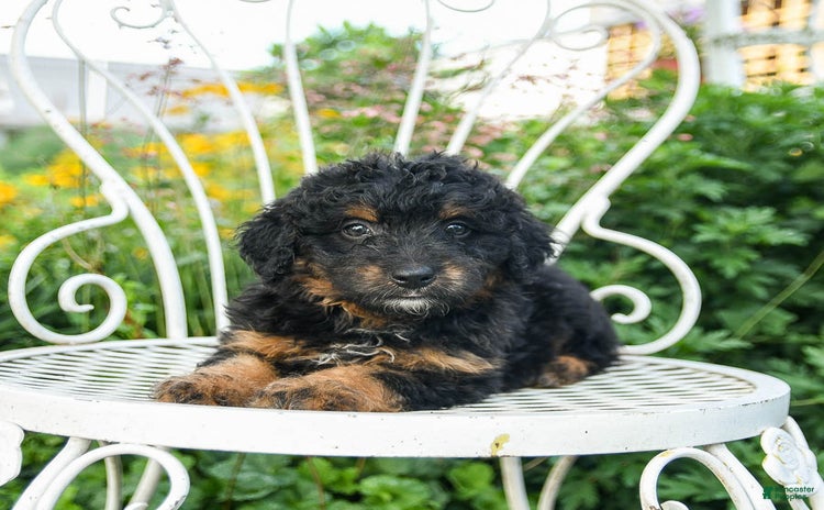 Mini Aussiedoodle dogs - Advert 7