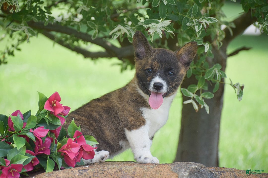 Welsh Corgi Pembroke dogs for sale: Ruby - Image 5