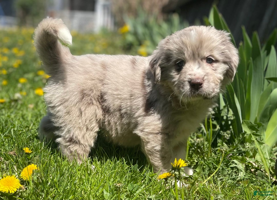 Newfoundland dogs for sale: Jax - Image 8