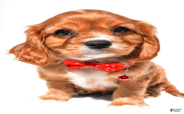 Cavalier King Charles Spaniel dogs for sale - Ad 5