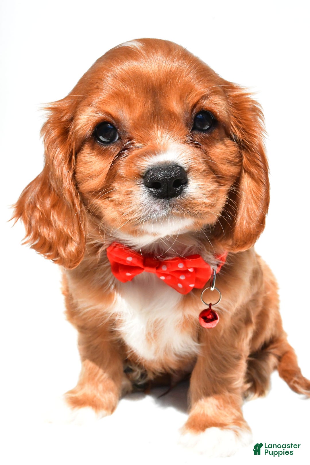 Cavalier King Charles Spaniel dogs for sale: Patrick - Image 1