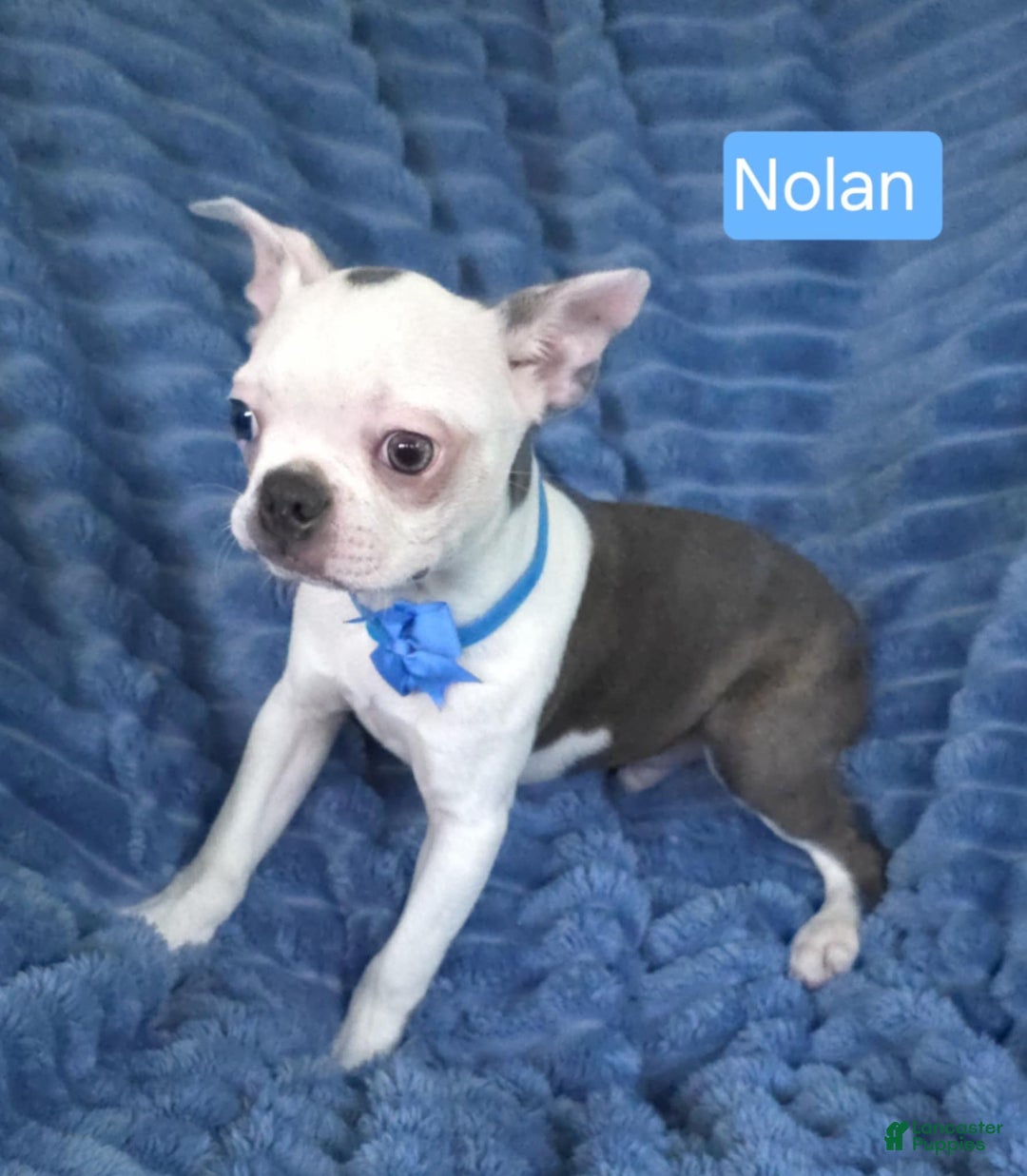 Boston Terrier dogs for sale: Nolan - Image 13