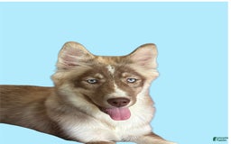 Siberian Husky dogs for sale: Demeter - Image 3