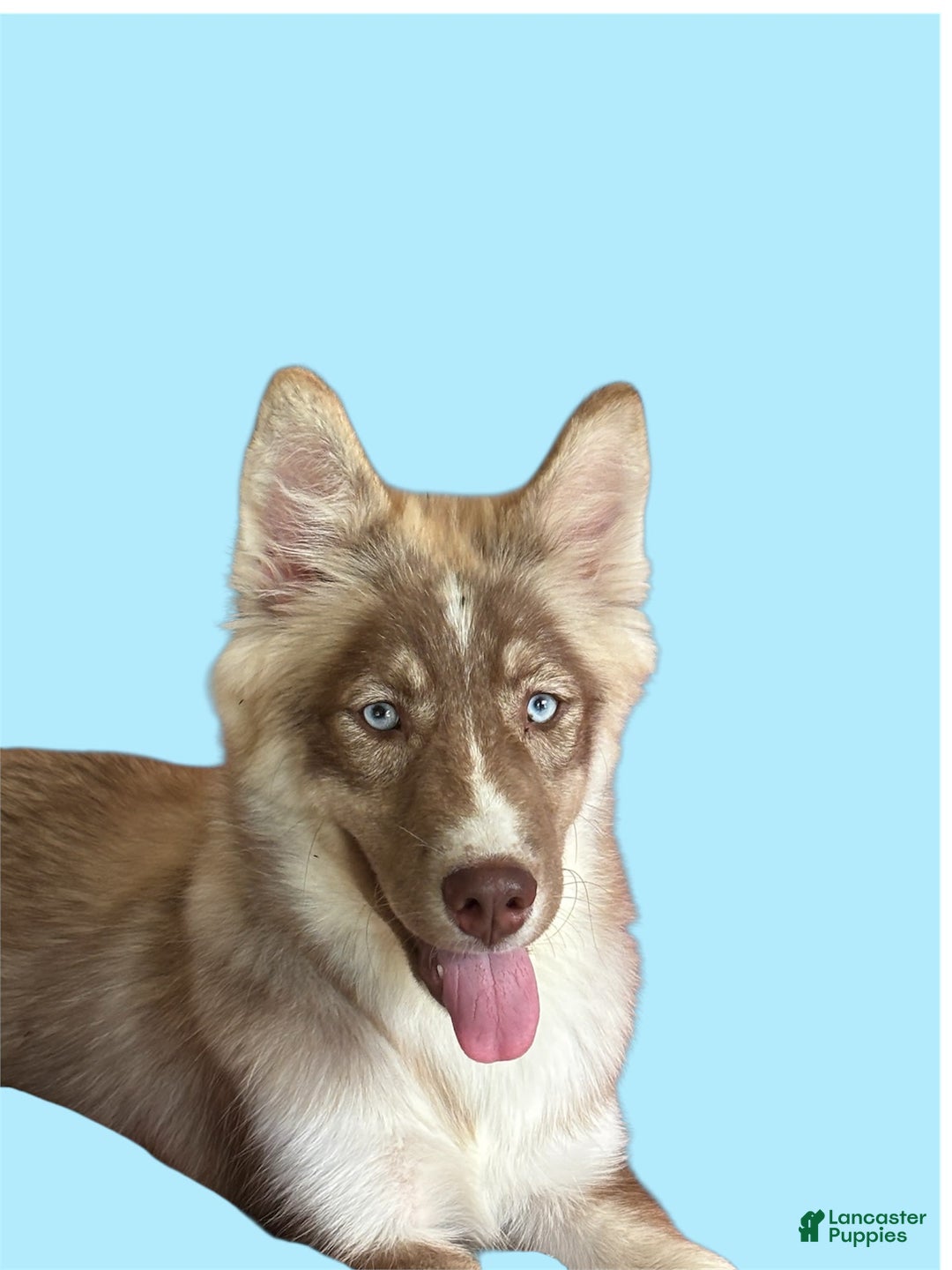 Siberian Husky dogs for sale: Demeter - Image 3
