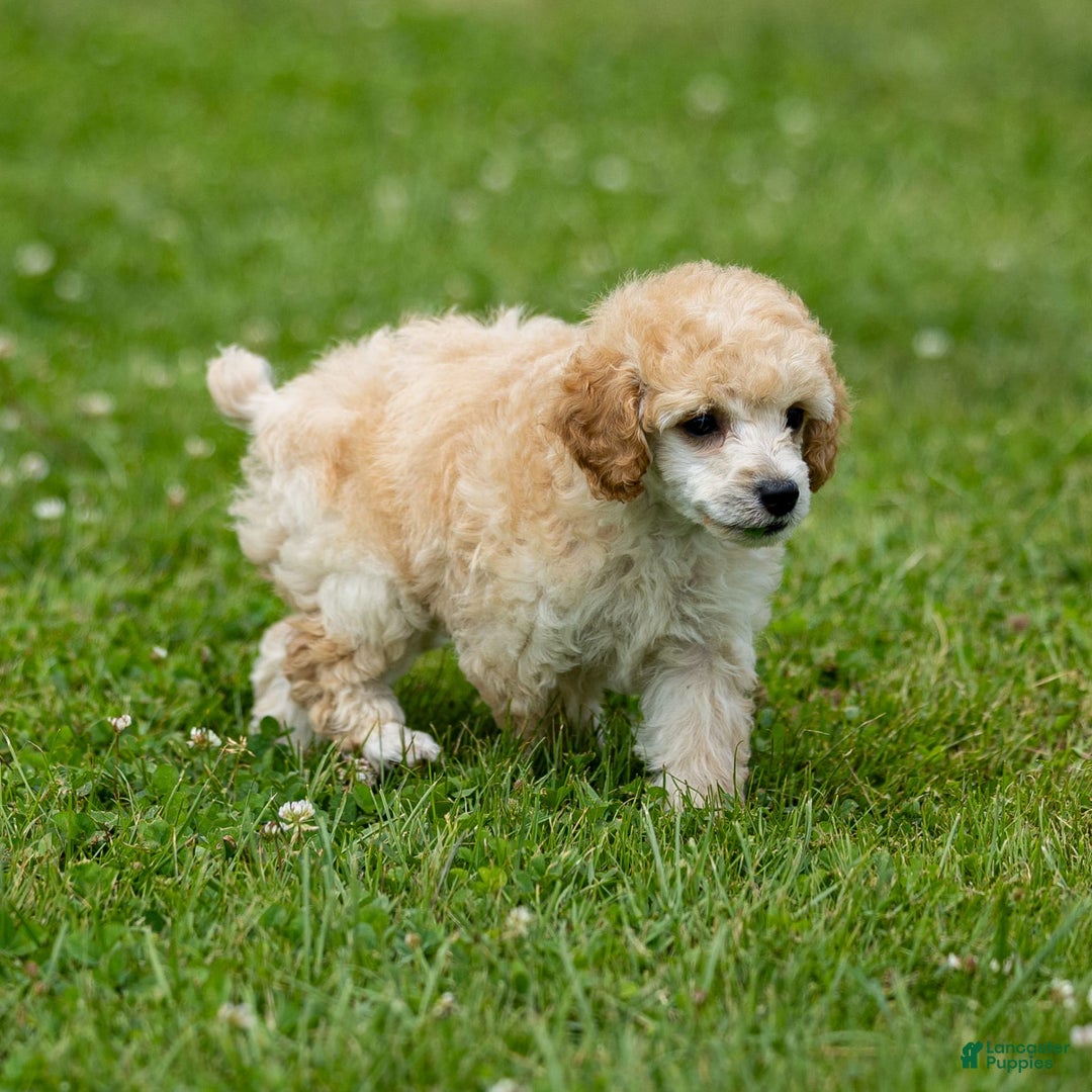 Toy Poodle dogs for sale: Ollie - Image 1