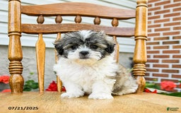 Teddy Bear dogs for sale: Captain - Image 1