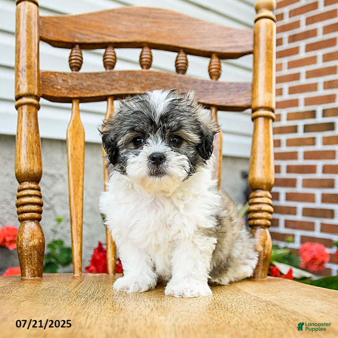 Teddy Bear dogs for sale: Captain - Image 1