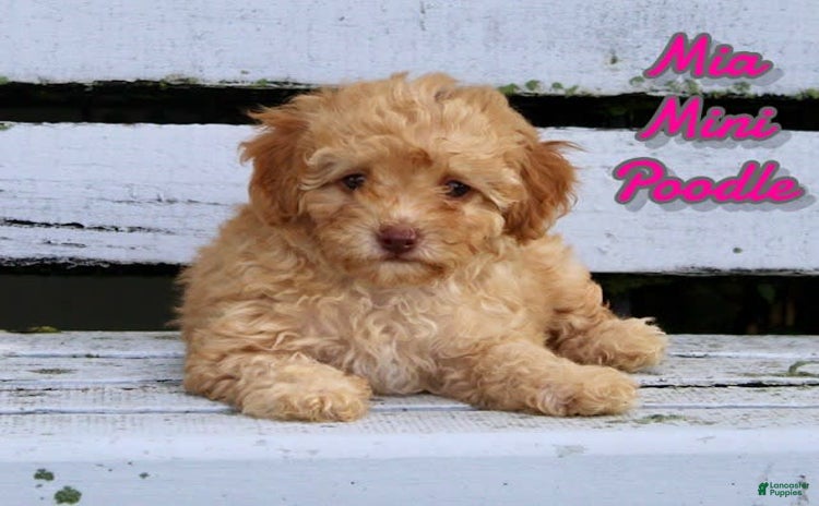 Miniature Poodle dogs for sale - Ad 4