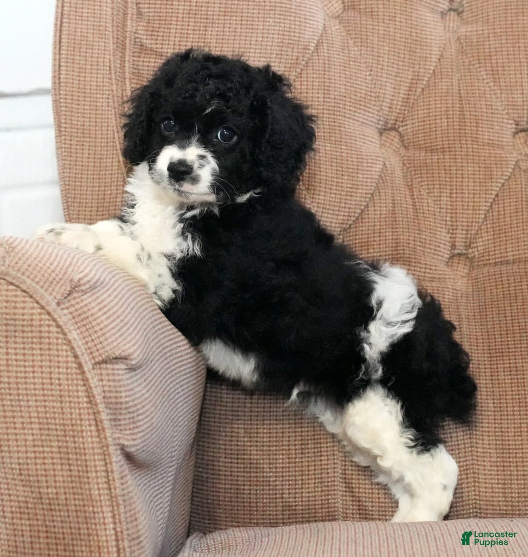 Cockapoo dogs for sale: Brady - Image 2