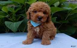 Mini Goldendoodle dogs for sale: Gradie - Image 2