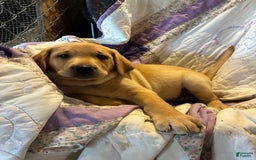 Labrador Retriever dogs for sale: Snickers - Image 1