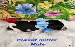 English Springer Spaniel dogs for sale: Peanut Butter - Image 4