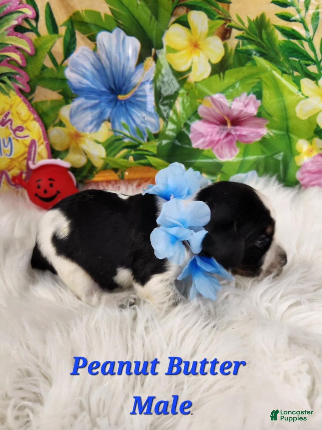 English Springer Spaniel dogs for sale: Peanut Butter - Image 4