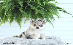 Pomsky dogs for sale: Bailey - Image 1