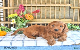 Mini Goldendoodle dogs for sale: Paige - Image 2