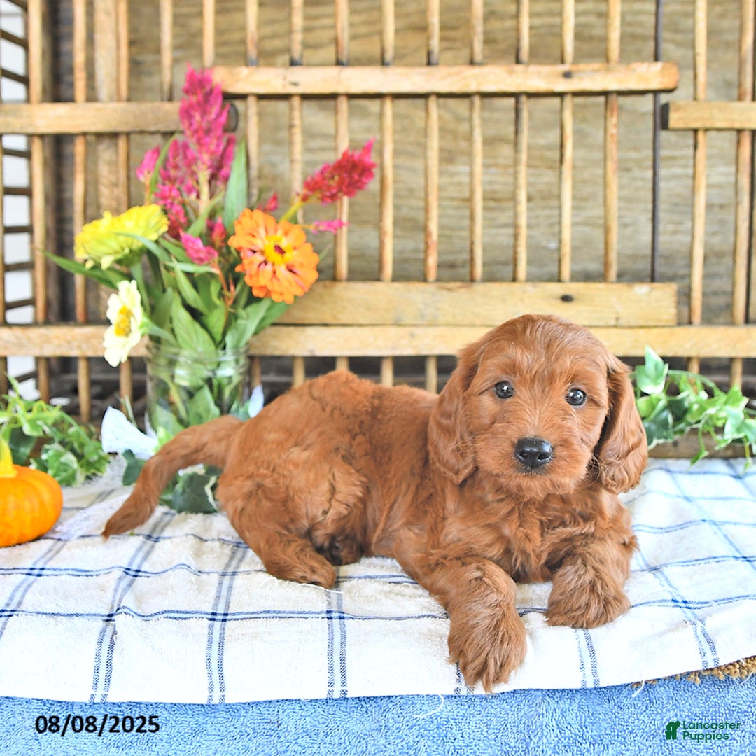Mini Goldendoodle dogs for sale: Paige - Image 2