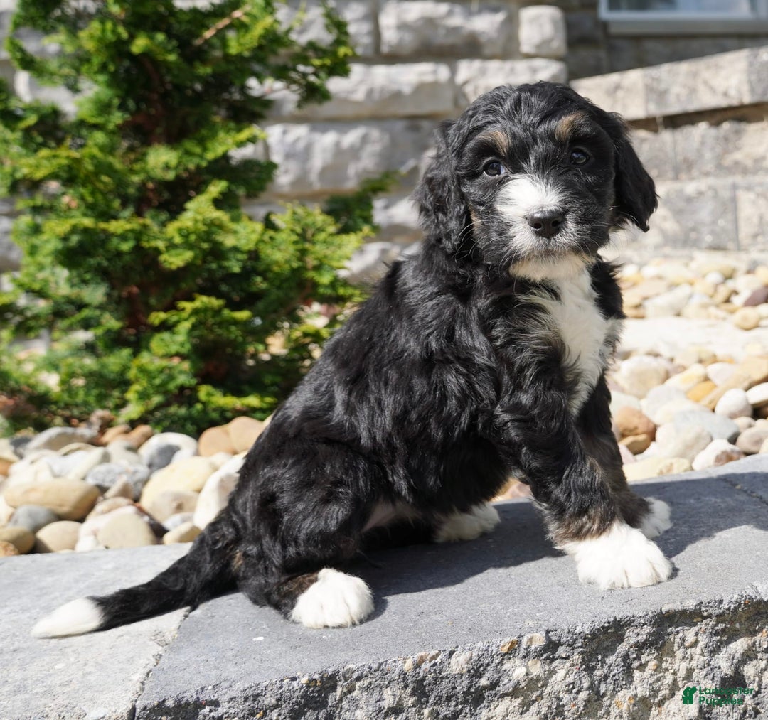 Bernedoodle dogs for sale: Alice - Image 7