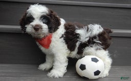 Cockapoo dogs for sale: Patches - Image 12