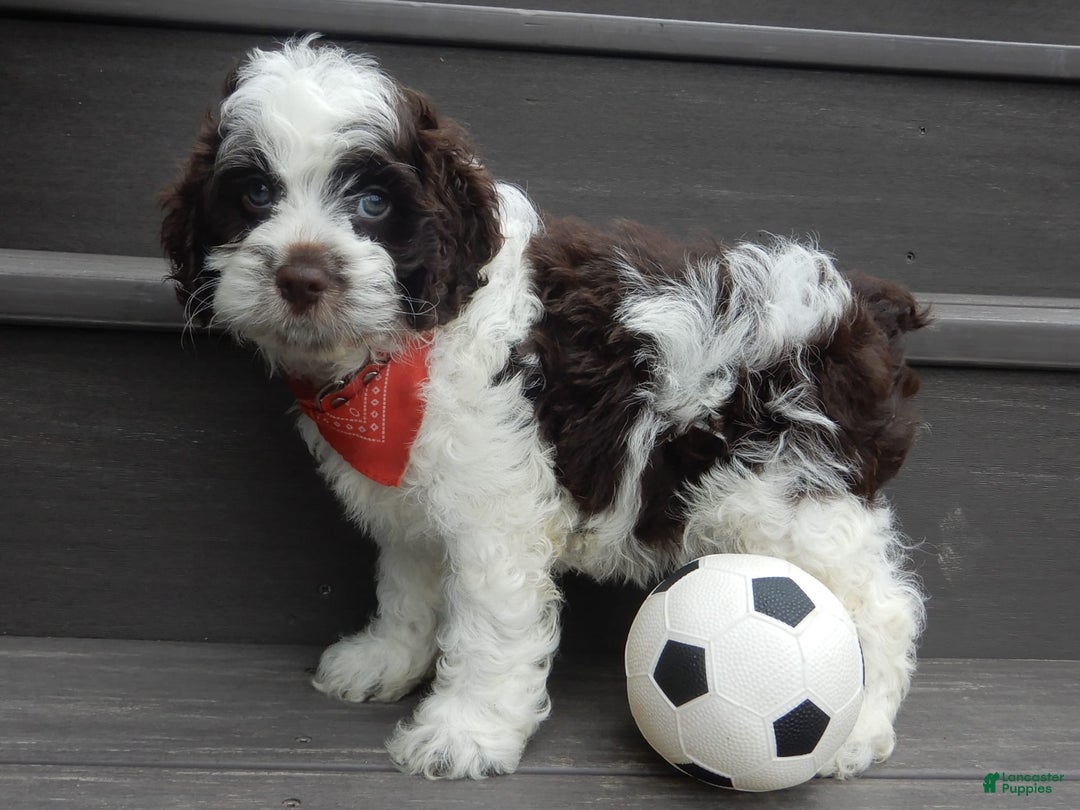 Cockapoo dogs for sale: Patches - Image 12