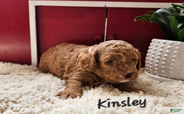 Cavapoo dogs for sale - Ad 3