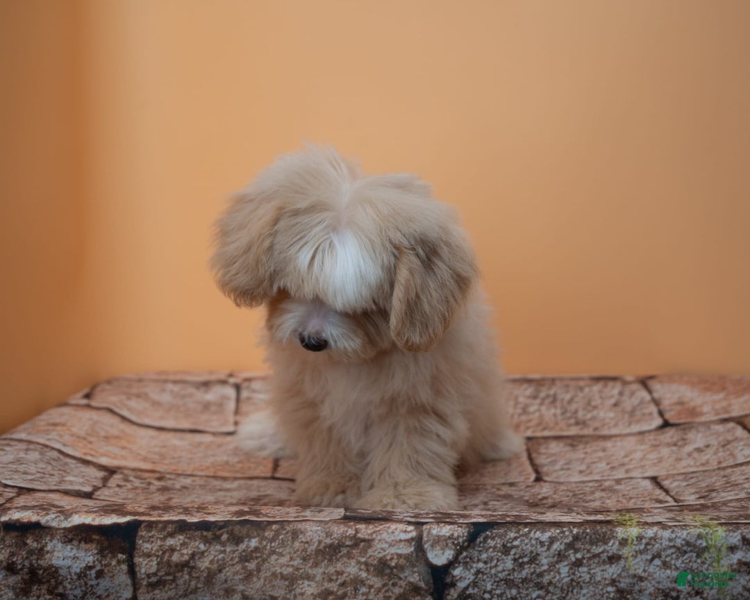 Maltipoo dogs for sale: Luciana - Image 2