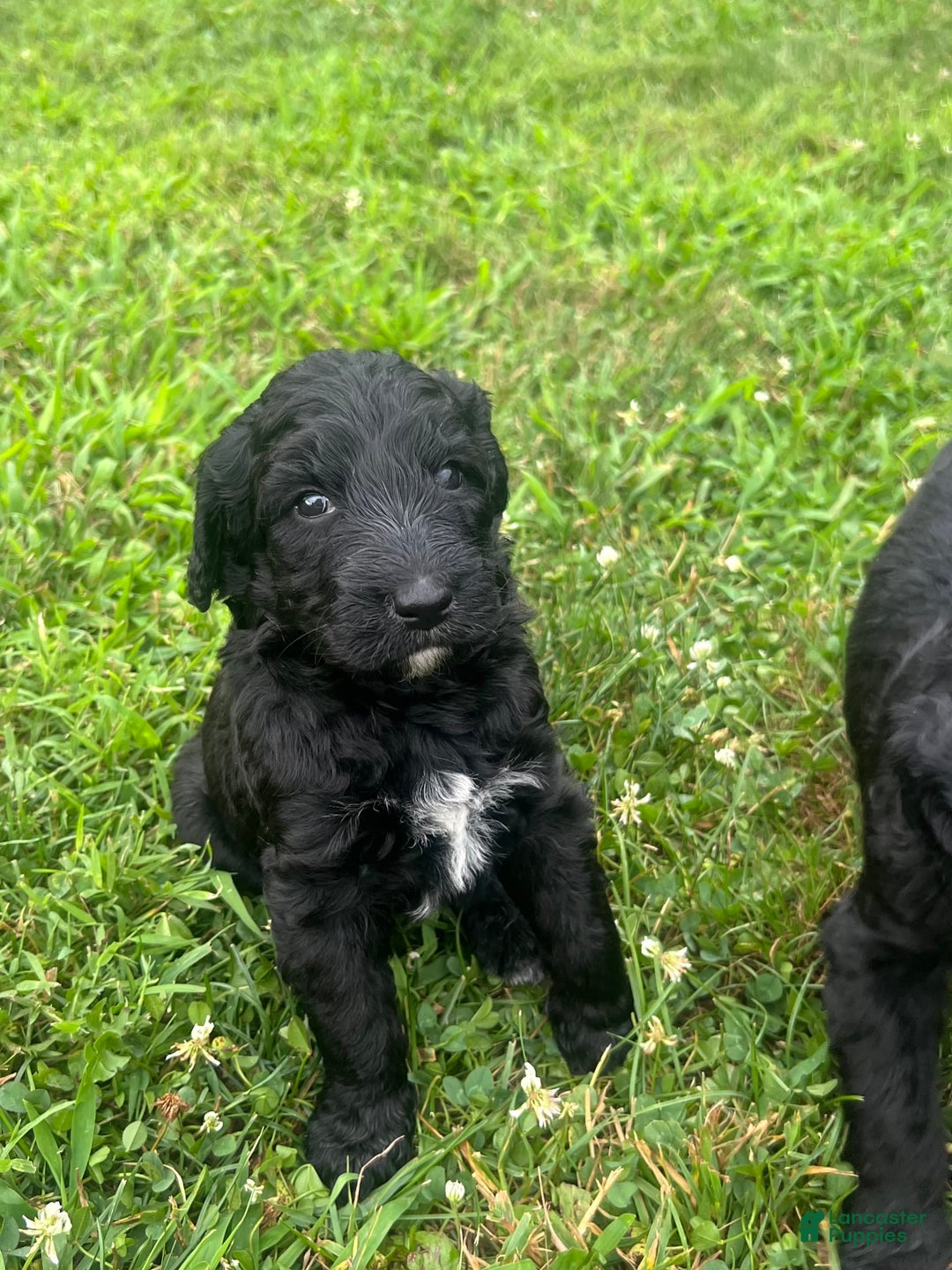 Goldendoodle dogs for sale: Ash - Image 6