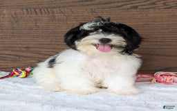 Teddy Bear dogs for sale: Bodie - Image 7